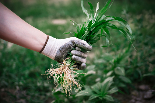 Man's hands in gray textile protective gloves weed a garden overgrown with darnel. Organic production with no herbicide. Drought and Climate changes.