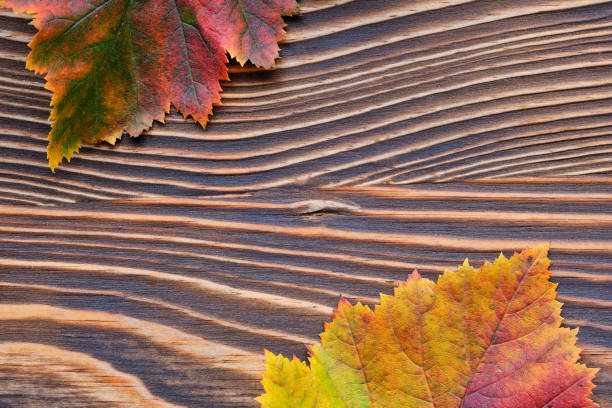 여러 가지 색의 가을 단풍의 뜨거움 - texute 뉴스 사진 이미지