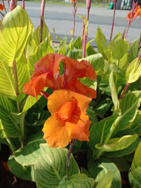istock Canna orange king humbert flowers 1417920237