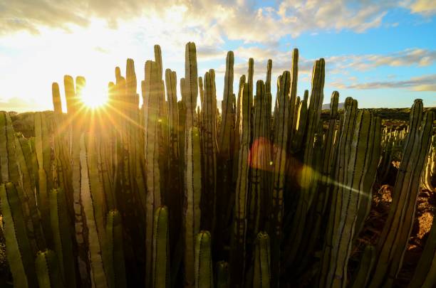 istock Calm Cactus Desert Sunset , digital photo image 1417920352