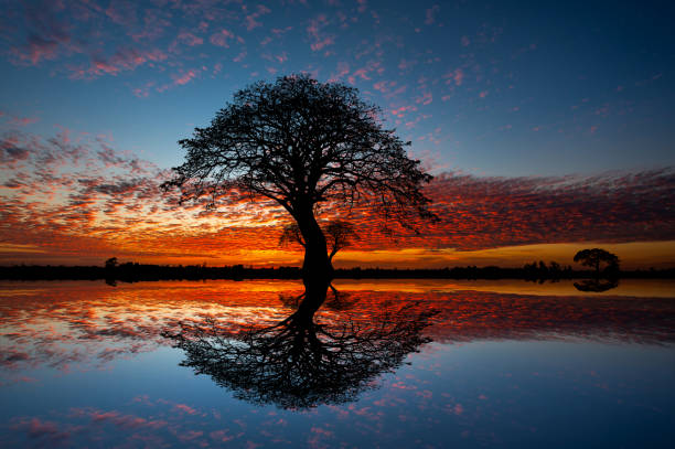 istock silhouette tree in africa with sunset.Tree silhouetted against a setting sun reflection on water.Typical african sunset with acacia trees in Masai Mara, Kenya 1417920828
