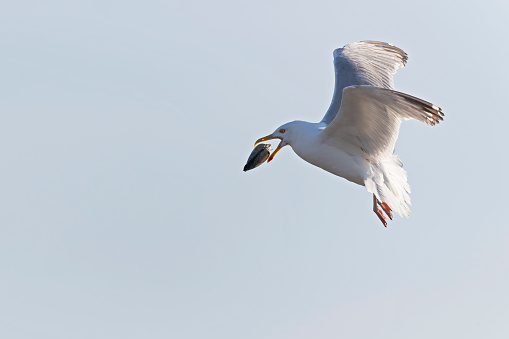 A large white grey gull flying full speed at the coast.