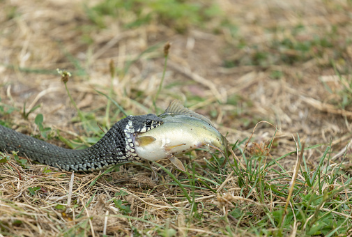 Female grass snake (Natrix natrix) with catched carp crawling on a meadow.