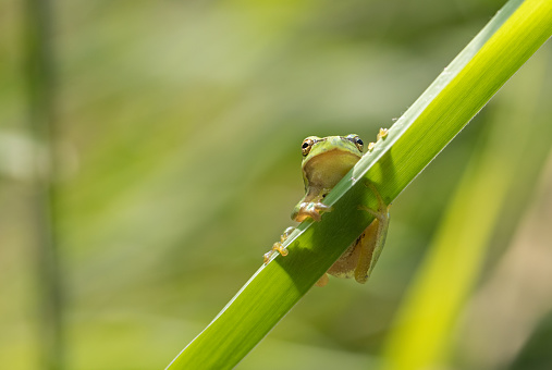 Close shot of a young european tree frog (Hyla arborea) climbing on reed.