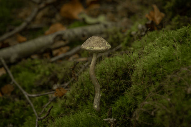 istock A Mushroom Grows in the Moss 1417922955
