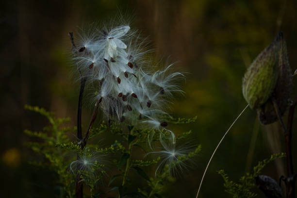 istock Milkweed Seedpods Spill its Contents 1417923044