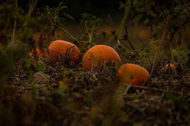 istock Pumpkins in a Farmer's Field 1417923085