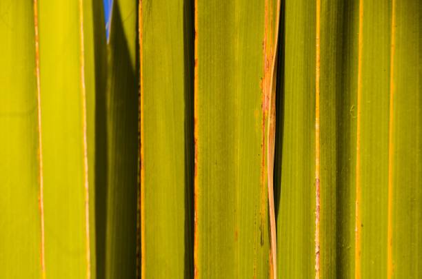 istock Texture of Green Palm Leaf , digital photo image 1417924874