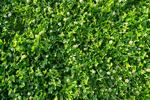 green clover on a sunny day