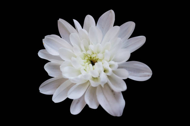 istock white chrysanthemum isolated on black background 1417927031