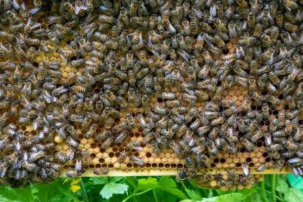 Photo of A close up of a hive of Buckfast Honey Bees on a national beehive frame