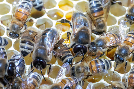 Two drone bees on a beeswax comb within a national beehive.