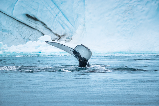 humpback whale submerging into the sea. Showing his tail in front of the Icebergs in the Arctic. Greenland