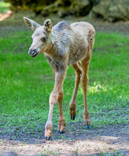 Moose calf, Alces alces, twins in summer, Quebec, Canada.