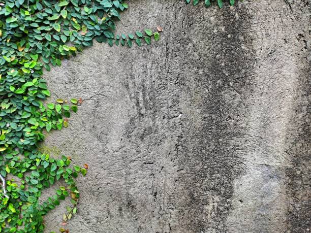istock old wall overgrown with ivy. Green tree wall for closeup textured background pattern 1417929701