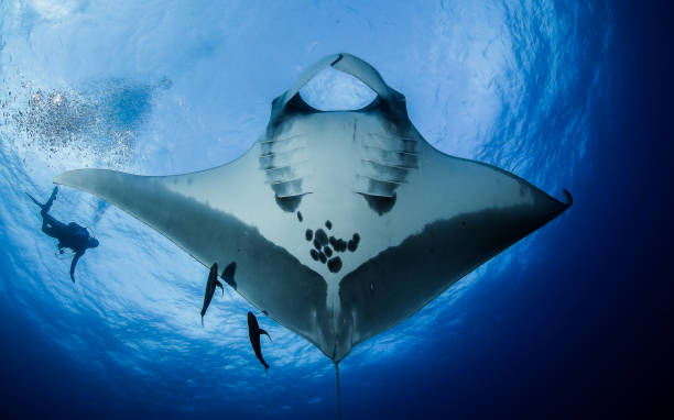 Pacific Manta Ray stock photo