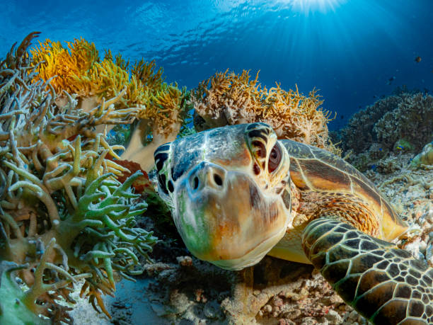 Sea-Turtle stock photo