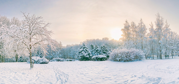 Beautiful natural panorama of winter snow-covered city park with deciduous trees, firs, snowdrifts and cold winter sky. Early morning in snowy park in rays of rising sun.