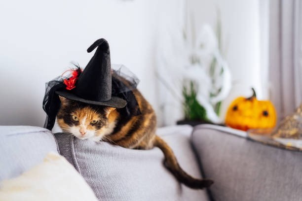 istock Multicolored cat with a suspicious look sits on a gray sofa in a witch's hat with Jack's Halloween pumpkin in the background. Autumn fall holidays home decoration. Halloween animals. Selective focus. 1417932957