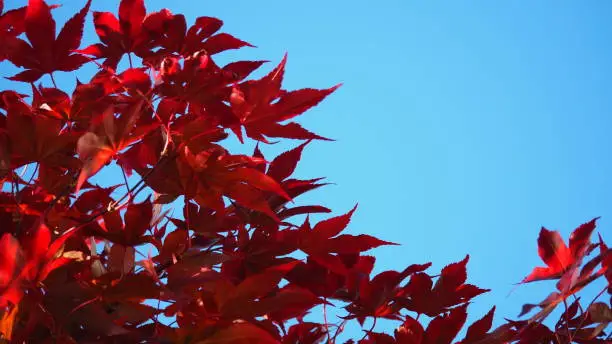 Red, leaf, sky, blue, maple, tree, nature