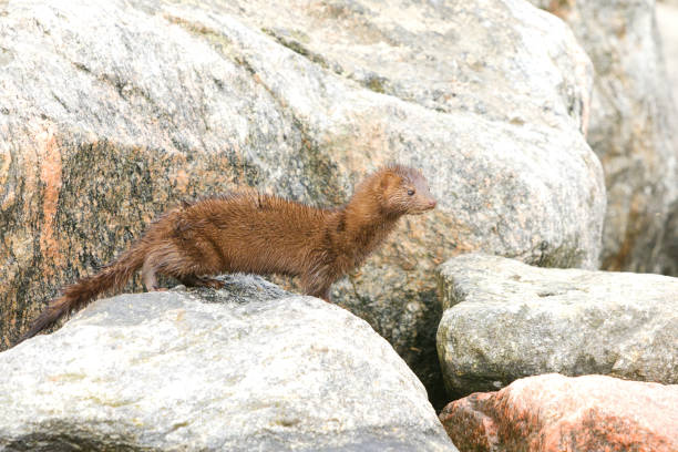 American mink (Neogale vison) standing on a rock in the shore. American mink (Neogale vison) standing on a rock in the shore. american mink stock pictures, royalty-free photos & images