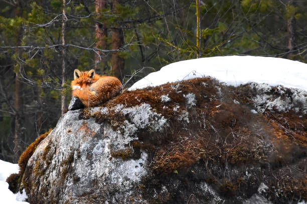 Red fox (Vulpes vulpes) resting on a rock in winter.