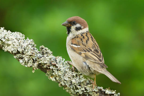 евразийский древесный воробей (passer montanus) сидит на ветке. - tree sparrow стоковые фото и изображения