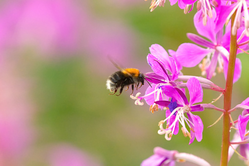 Tree bumblebee or new garden bumblebee (Bombus hypnorum) flying to the flower.