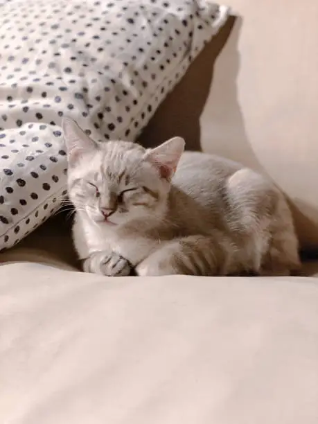 Photo of cute kitten sleeping on the sofa