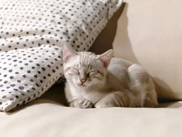 Photo of cute kitten sleeping on the sofa