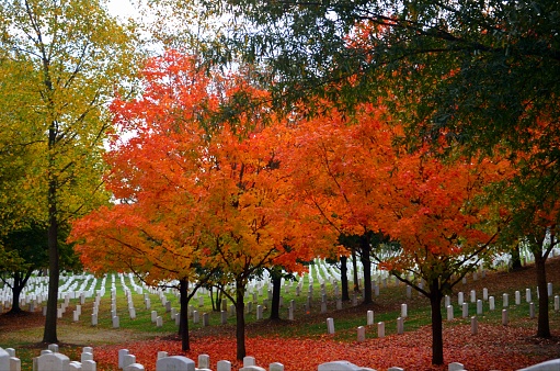 Red Maple Trees fall color at Arlington National Cemetery