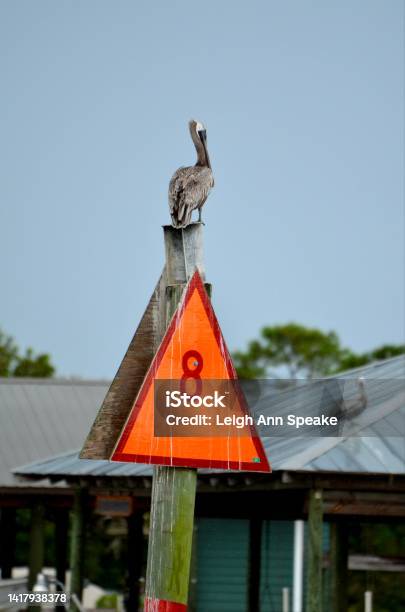 Pelican On A Piling Stock Photo - Download Image Now - Alabama - US State, Animal, Animal Behavior