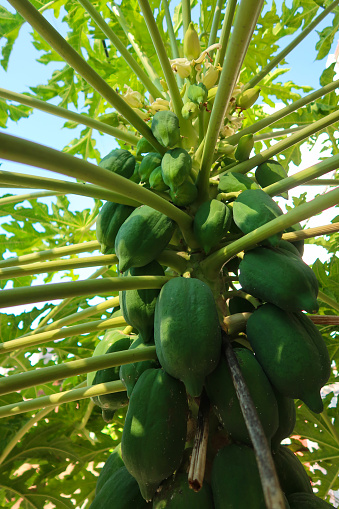 Stock photo showing the berry fruit and leaves of a young papaya tree (Carica papaya), pictured here against a sunny sky. The Papaya is also known as Pawpaw.