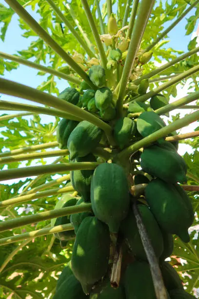 Photo of Close-up image of papaya fruit (Carica papaya) growing on young pawpaw tree, ripening in sunshine, focus on foreground