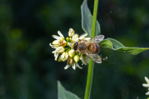 istock Bee Gathering Pollen from a White Flower on a Summer Day. close up 1417940412