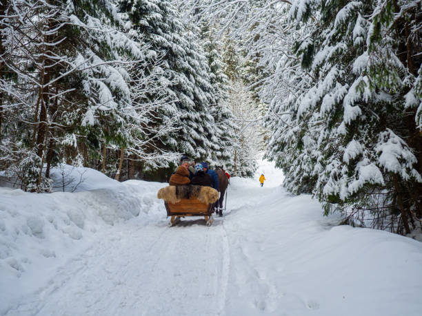 Synevyr, Ukraine - February 2022: Winter forest in the Carpathians. Horse drawn sleigh with tourists to Lake Synevyr. Trees and path covered in snow. Beautiful nature scenery with spruce trees in snow