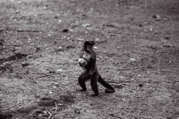 istock High-angle grayscale of a lutung monkey carrying a fruit 1417943069