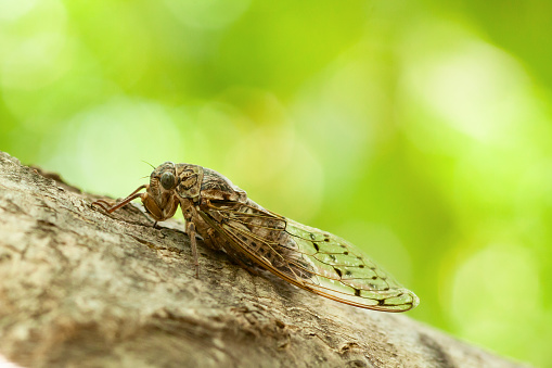 Close up view of a cicada on the walnut tree.