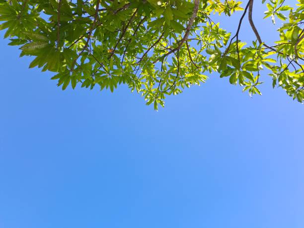 istock Bright green tree leaves in blue sky with clouds copyspace 1417945651