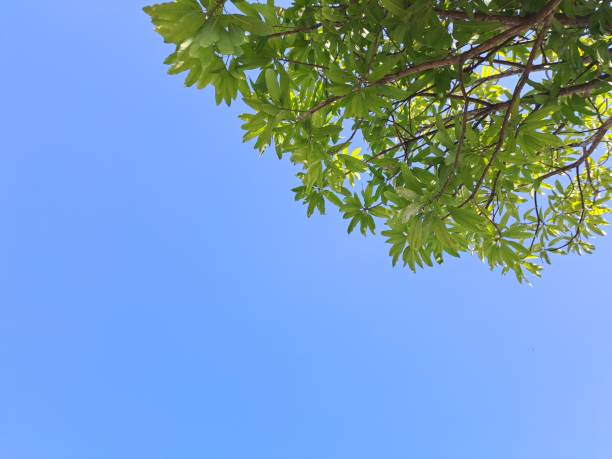 istock Bright green tree leaves in blue sky with clouds copyspace 1417945683