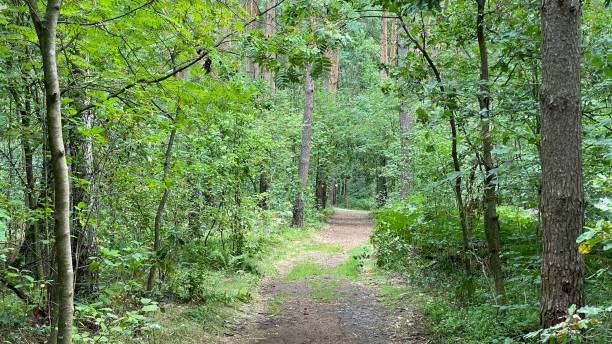 istock mixed forest growing wild in park scenic path 1417945912