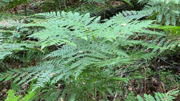 istock fern growing wild in national park 1417946027