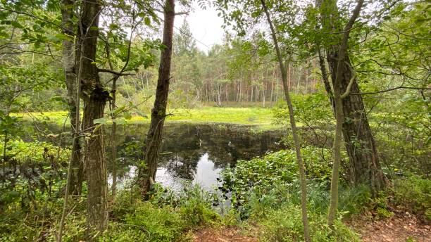 istock mixed forest growing wild in park scenic path 1417946105