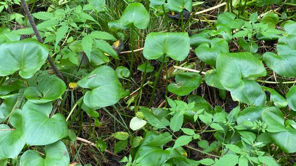 istock Flowering calla palustris growing in swamps and peat bogs 1417946120