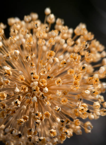 istock Dried wild onion flower Allium with seeds from Greece 1417947657