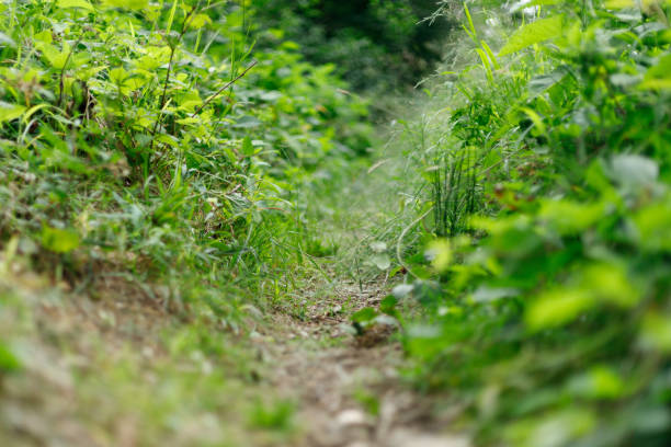 istock Forest green trail in the grass, hike. 1417947795
