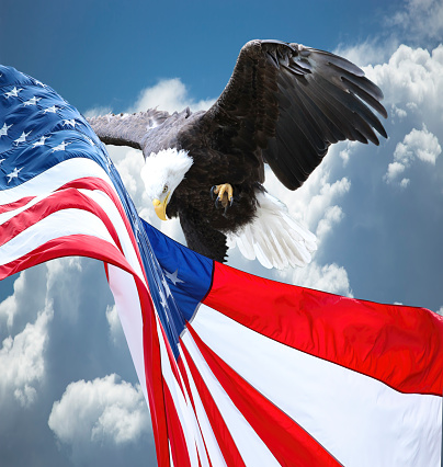 Bald eagle in front of american flag