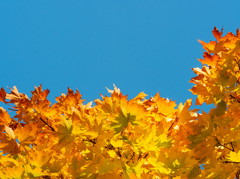 Golden and yellow leaves of maple tree in warm autumn and blue sky with beautiful bright blue sky background