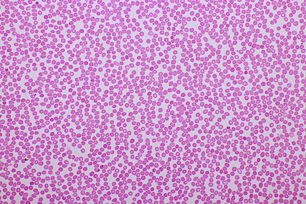 rote blutkörperchen und weiße blutkörperchen - blood cell formation stock-fotos und bilder