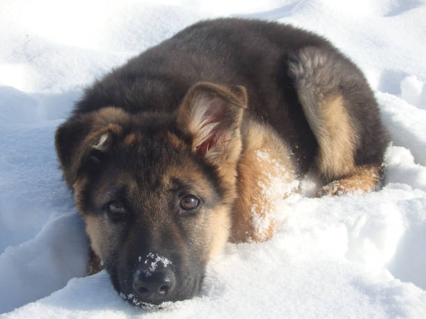 istock Cute German shepherd puppy on white snow 1417949780